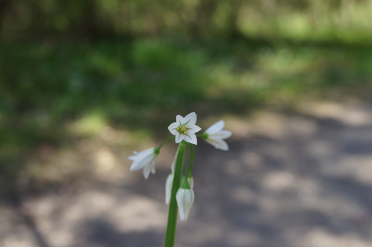 Image - bell flower white south australian