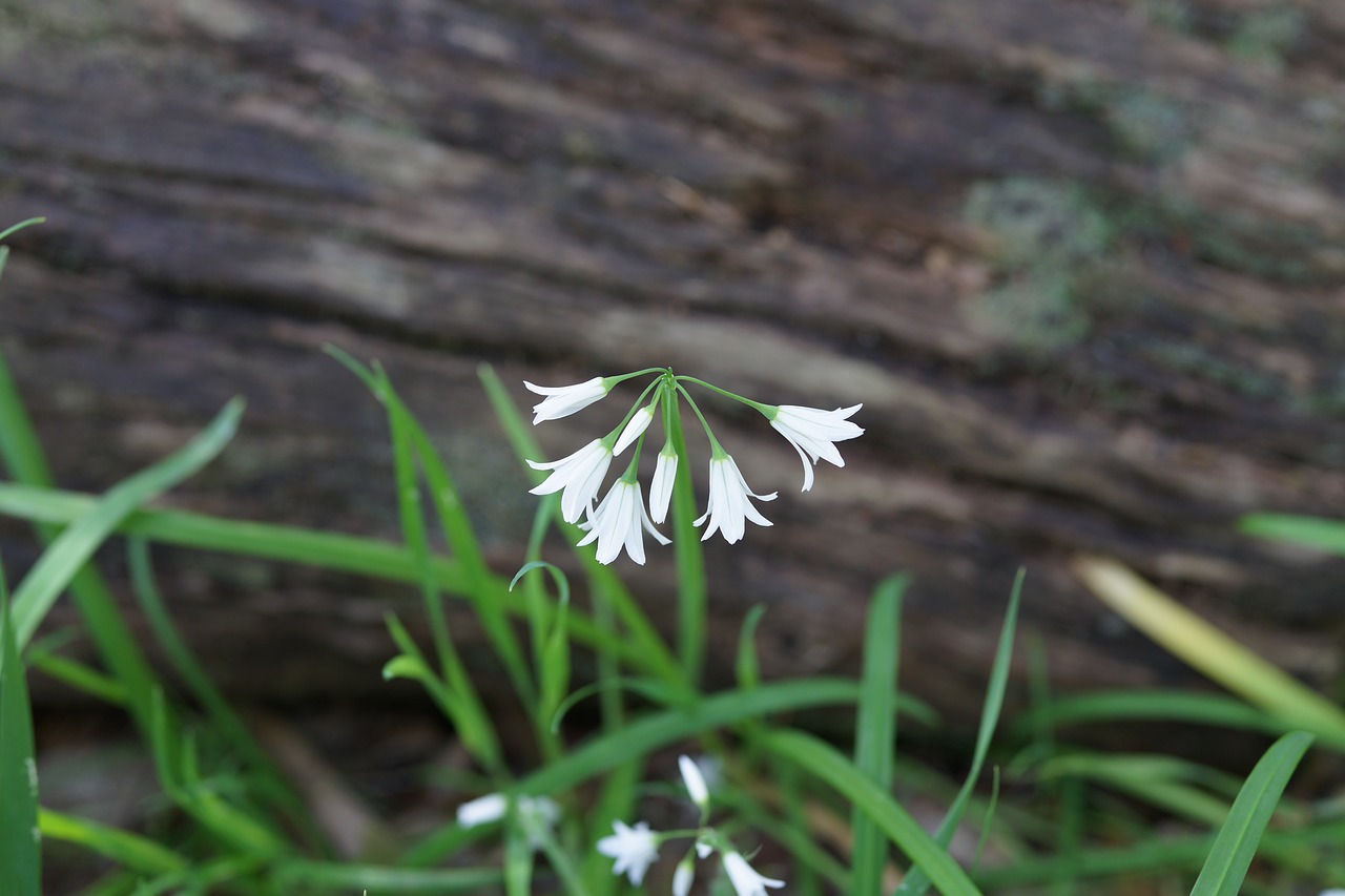 Image - bell flower white south australian