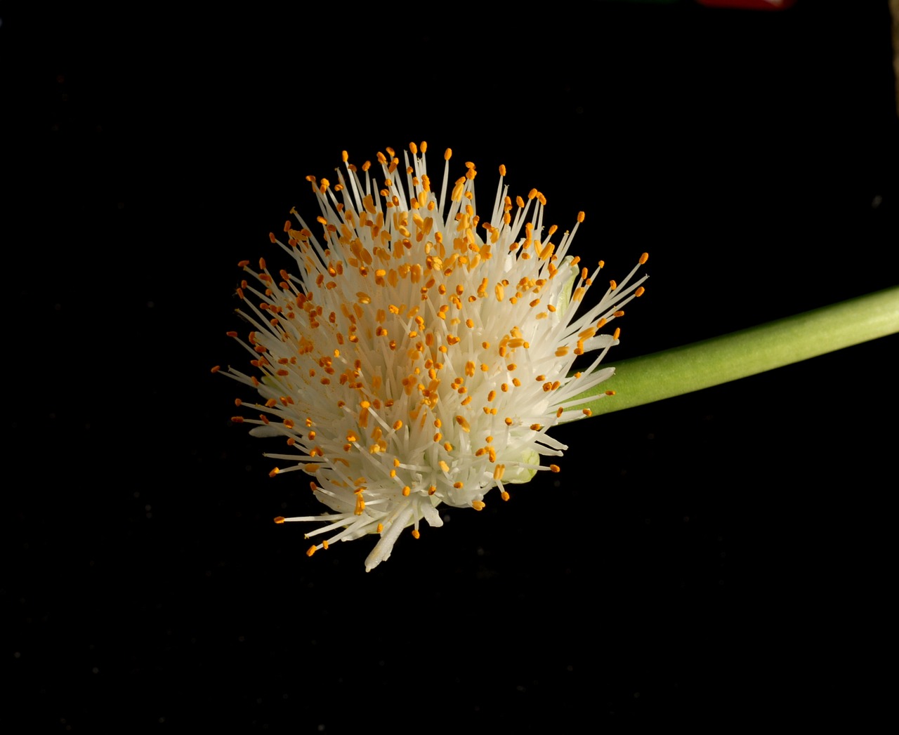 Image - plant flower haemanthus krvokvět