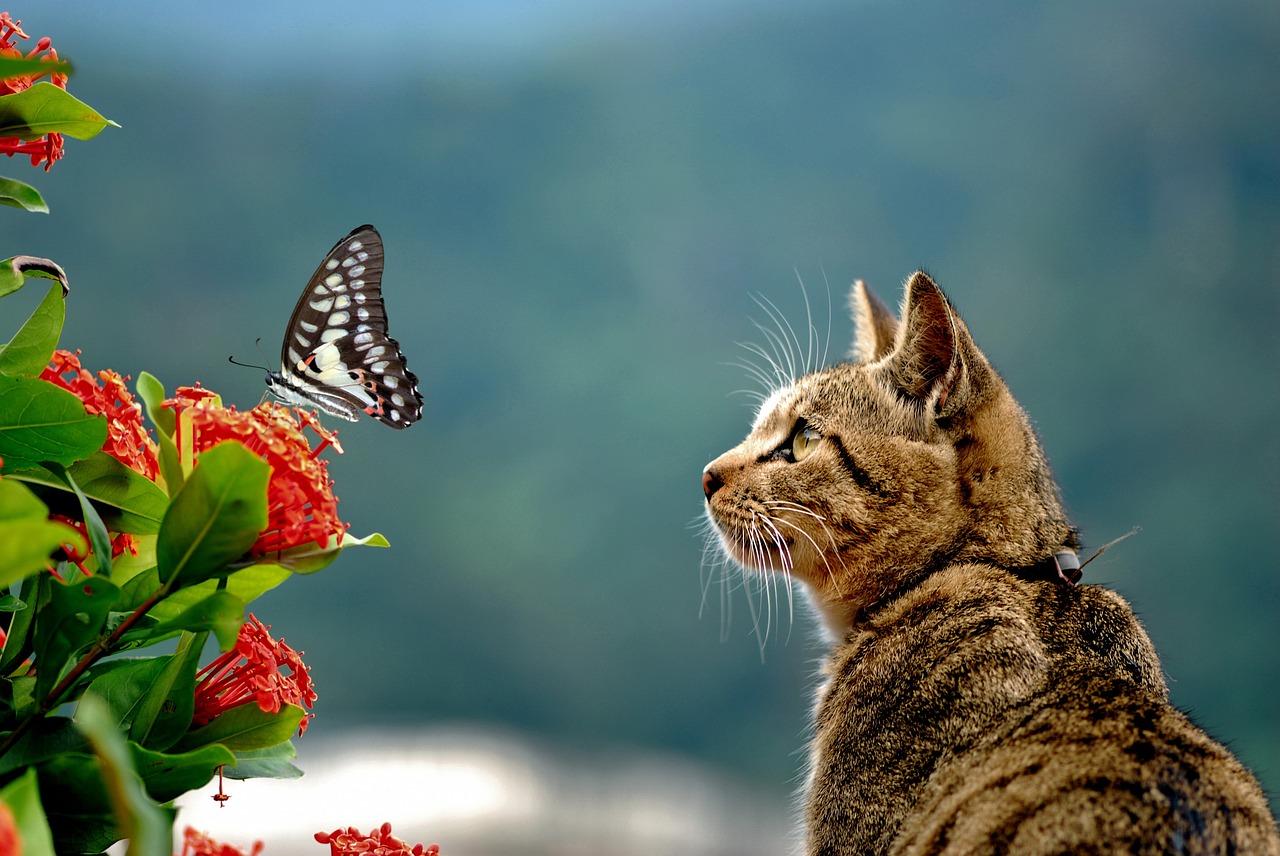 Image - cai long yu green spotted swallowtail