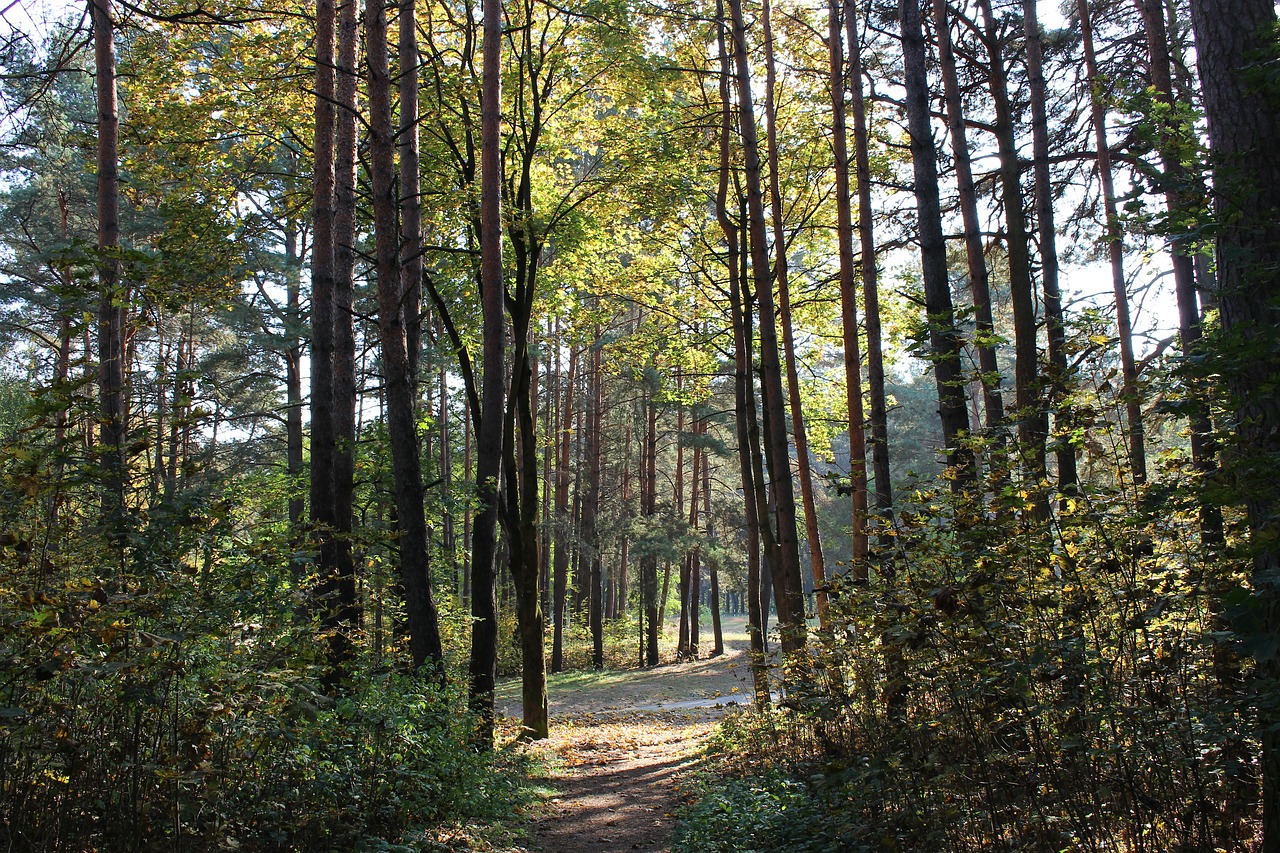 Image - forest autumn sun fall colors