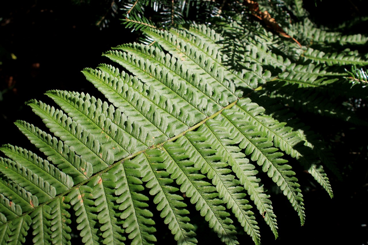 Image - fern forest undergrowth nature