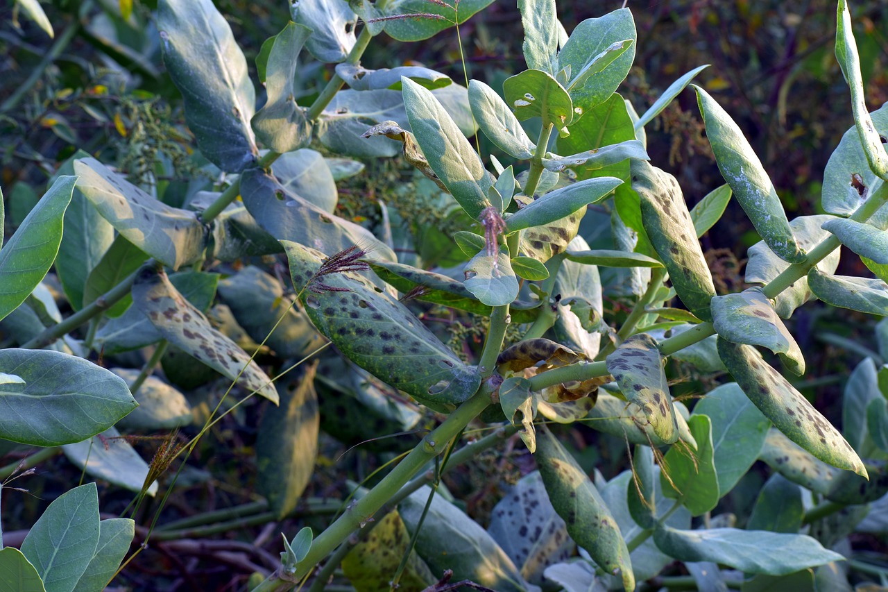 Image - big leaves wild bug infested weed