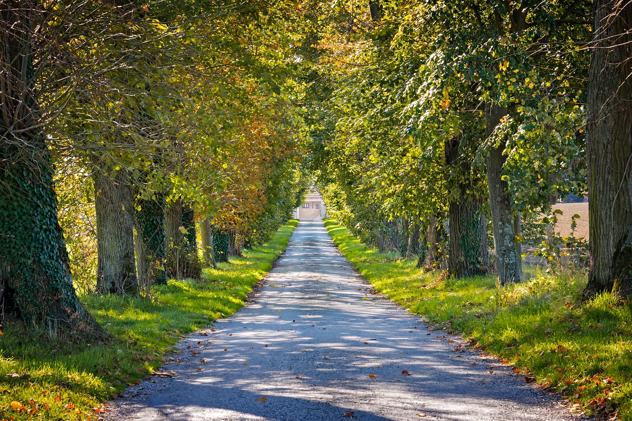 Image - autumn avenue away