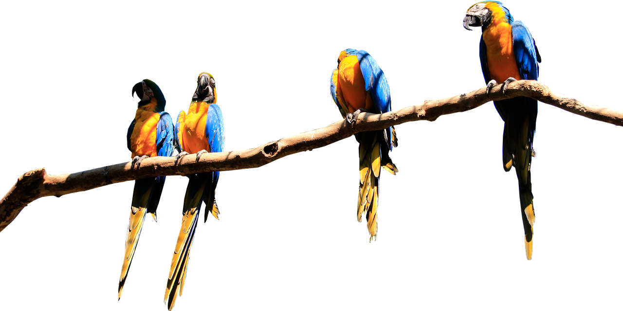 Image - parrots branch isolated parrot