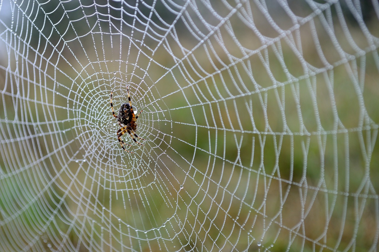Image - spider spider web autumn rosa