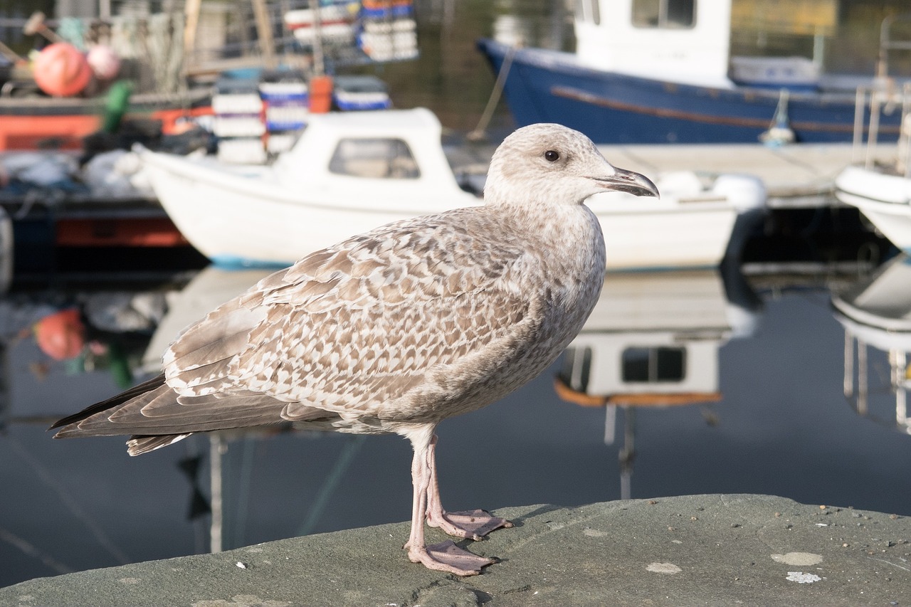 Image - gull young nature