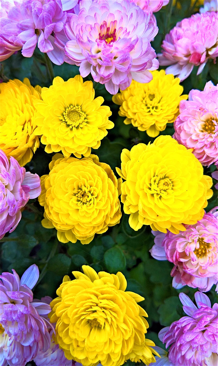 Image - asters chrysanthemums asters flowers