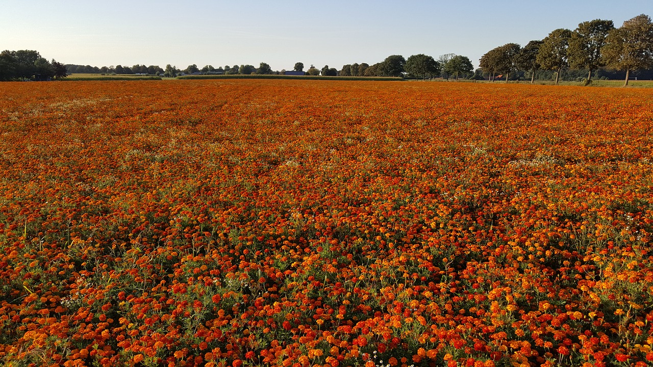 Image - marigold tagetes patula stinker