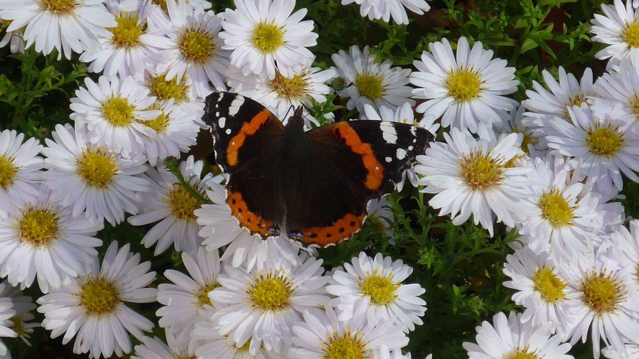 Image - admiral butterfly days butterfly