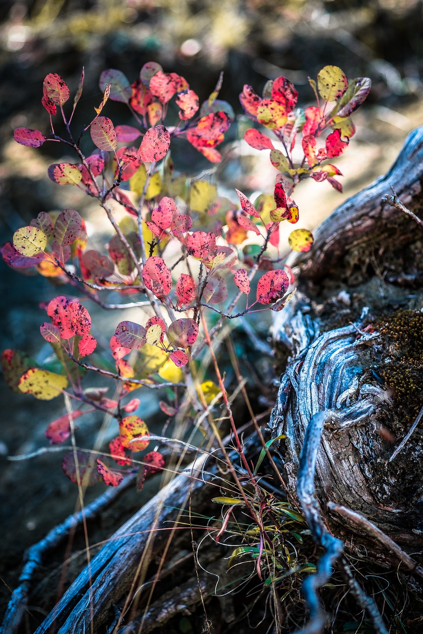 Image - autumn colors red root nature