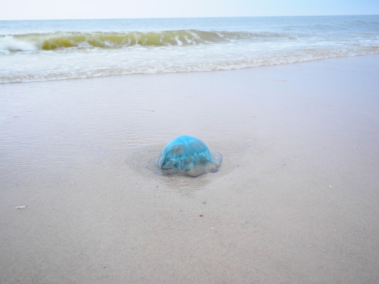 Image - blue jellyfish jellyfish