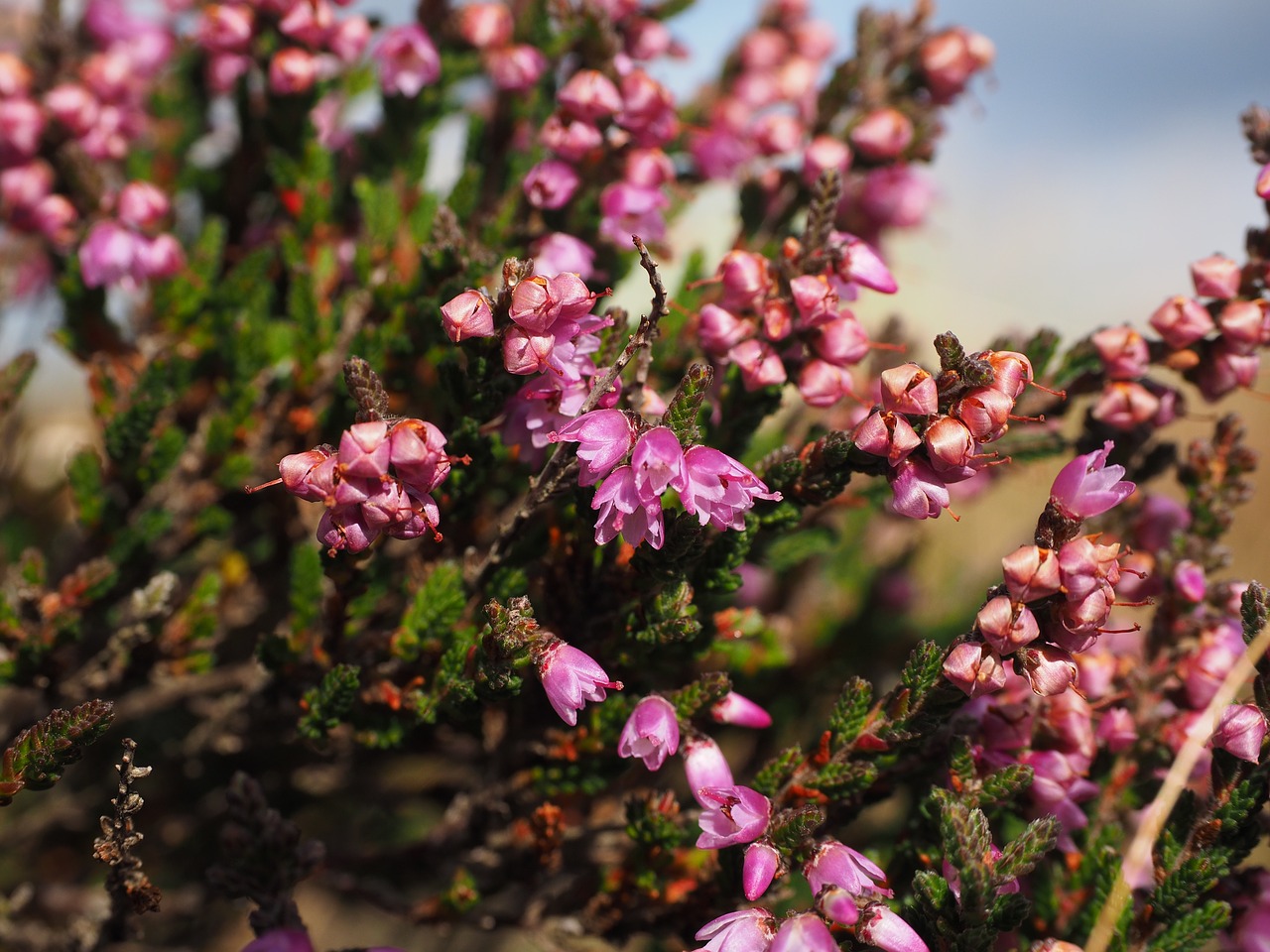 Image - heather heide flowers pink