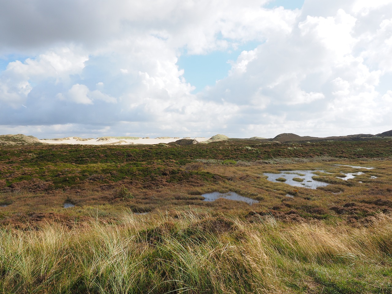 Image - heathland dunes peat bog heather