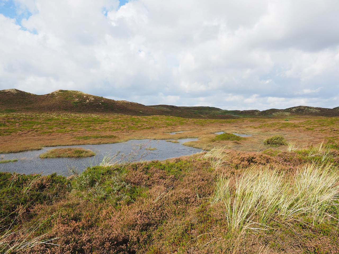 Image - sylt heathland dunes retama