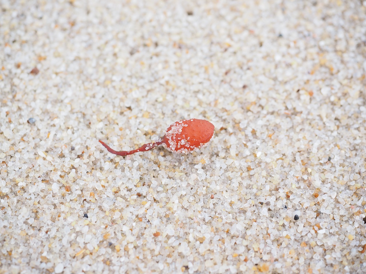 Image - tang seaweed bladderwrack sand sea