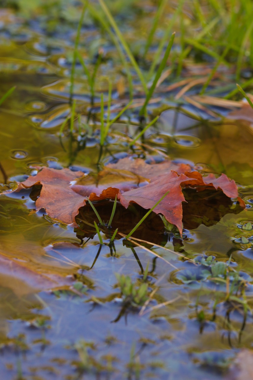 Image - puddle leaf autumn nature fall