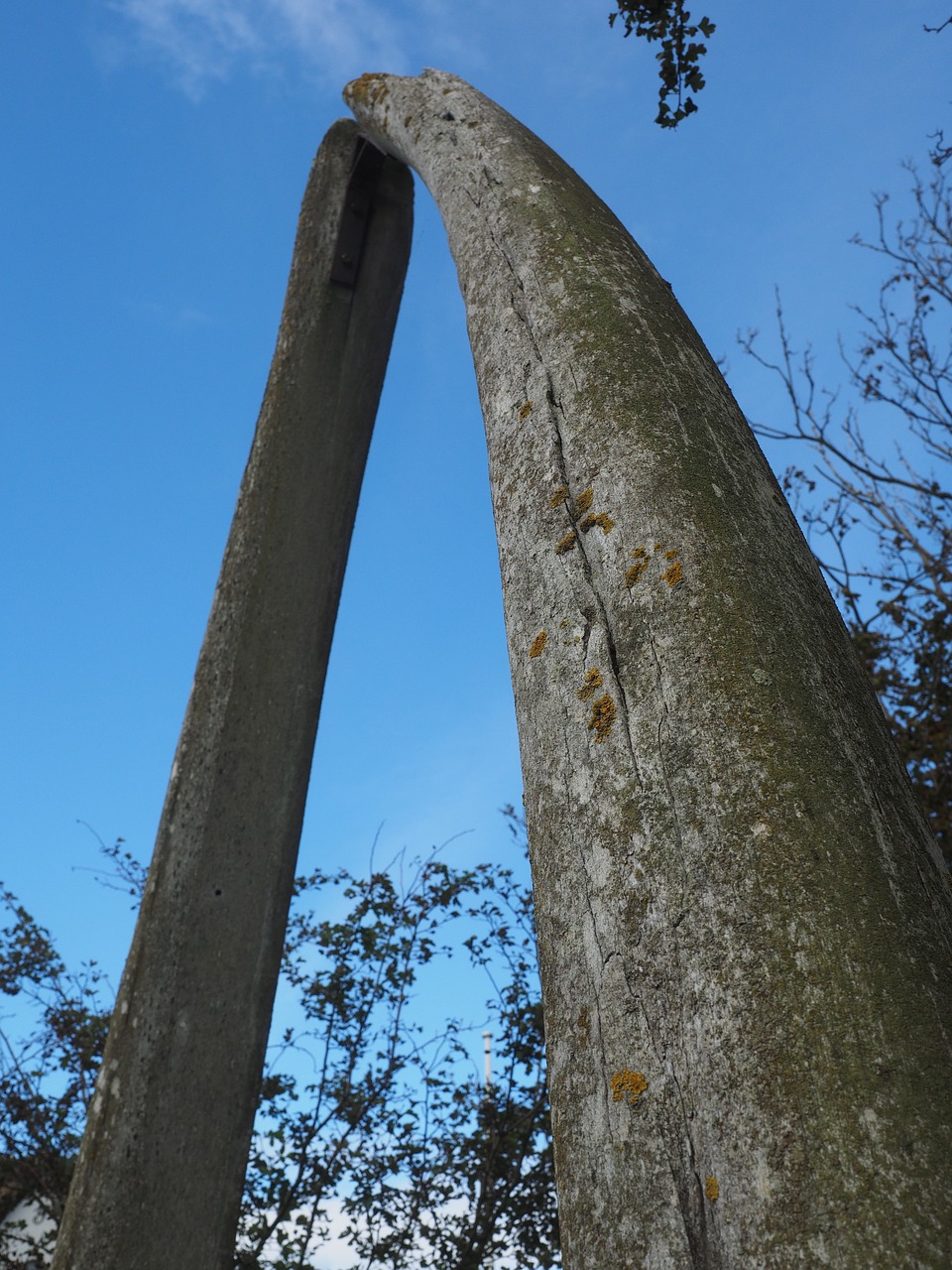 Image - the lower jaw bone fin whale bone