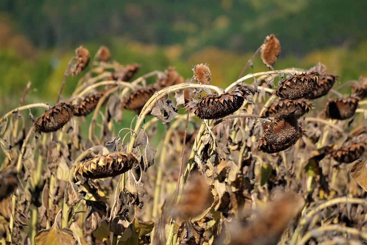 Image - sunflower field harvest time