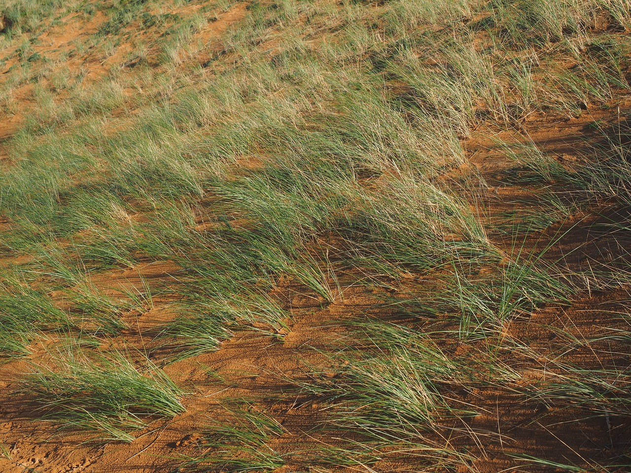 Image - ordinary beach oats plant grass