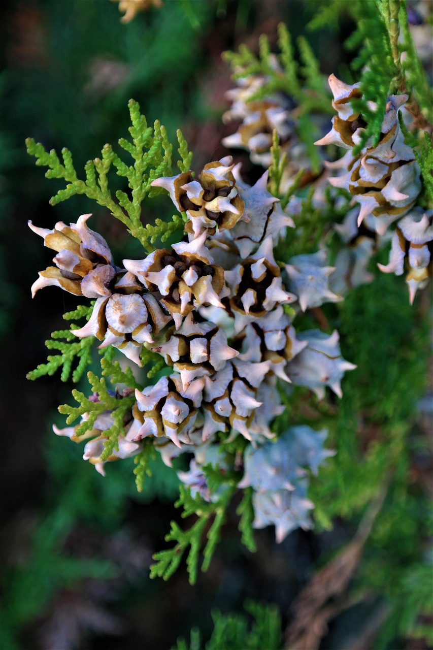 Image - thuje infructescence seeds conifer