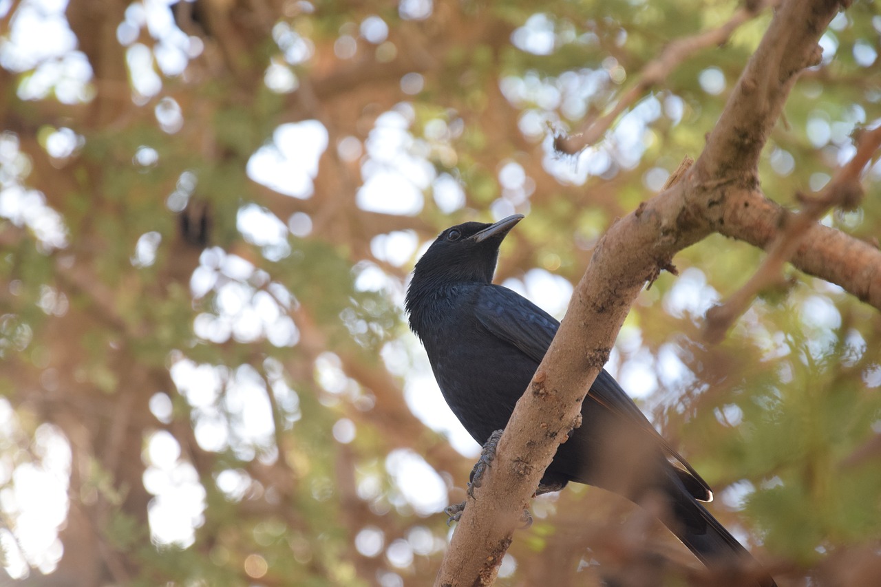 Image - bird oasis animal nature fauna