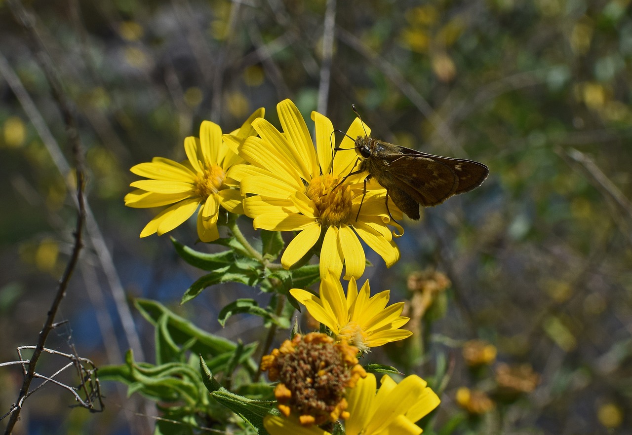 Image - silver spotted skipper in sunflower