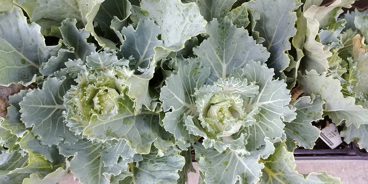 Image - kale lettuce tender green fresh