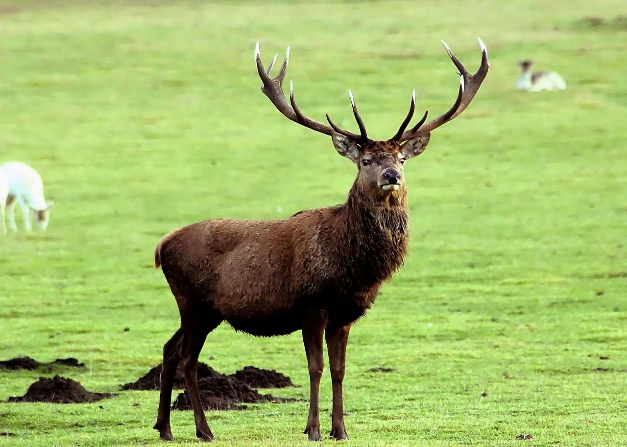 Image - deer stag antler animal wildlife