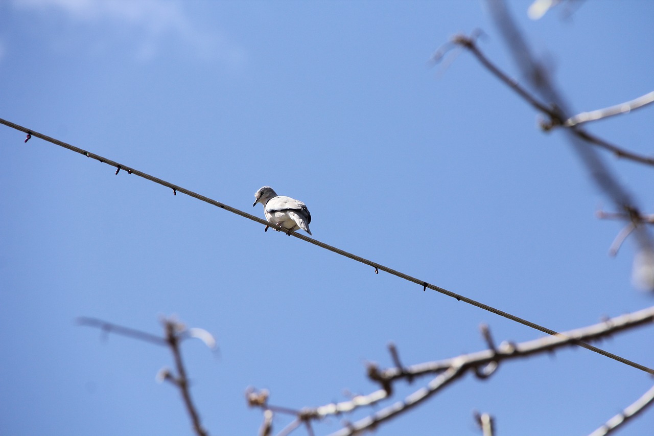 Image - dove bird lines sky