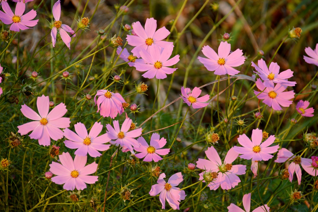 Image - cosmos flowers pink plants