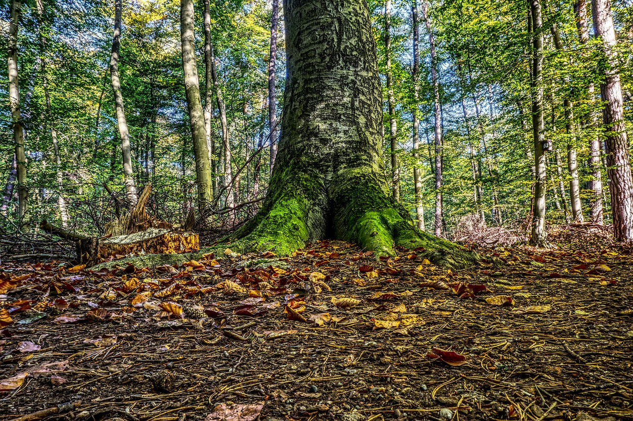 Image - forest log moss green leaves
