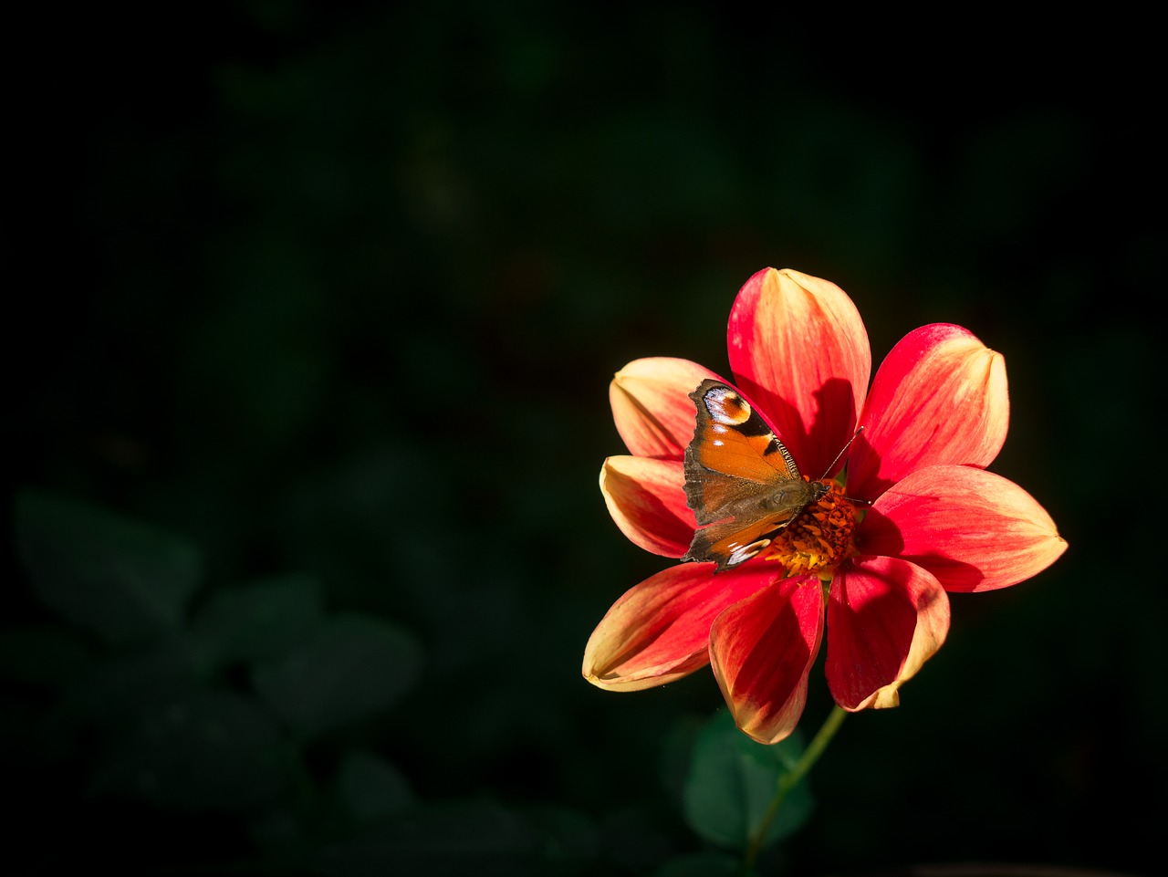 Image - butterfly peacock butterfly dahlia