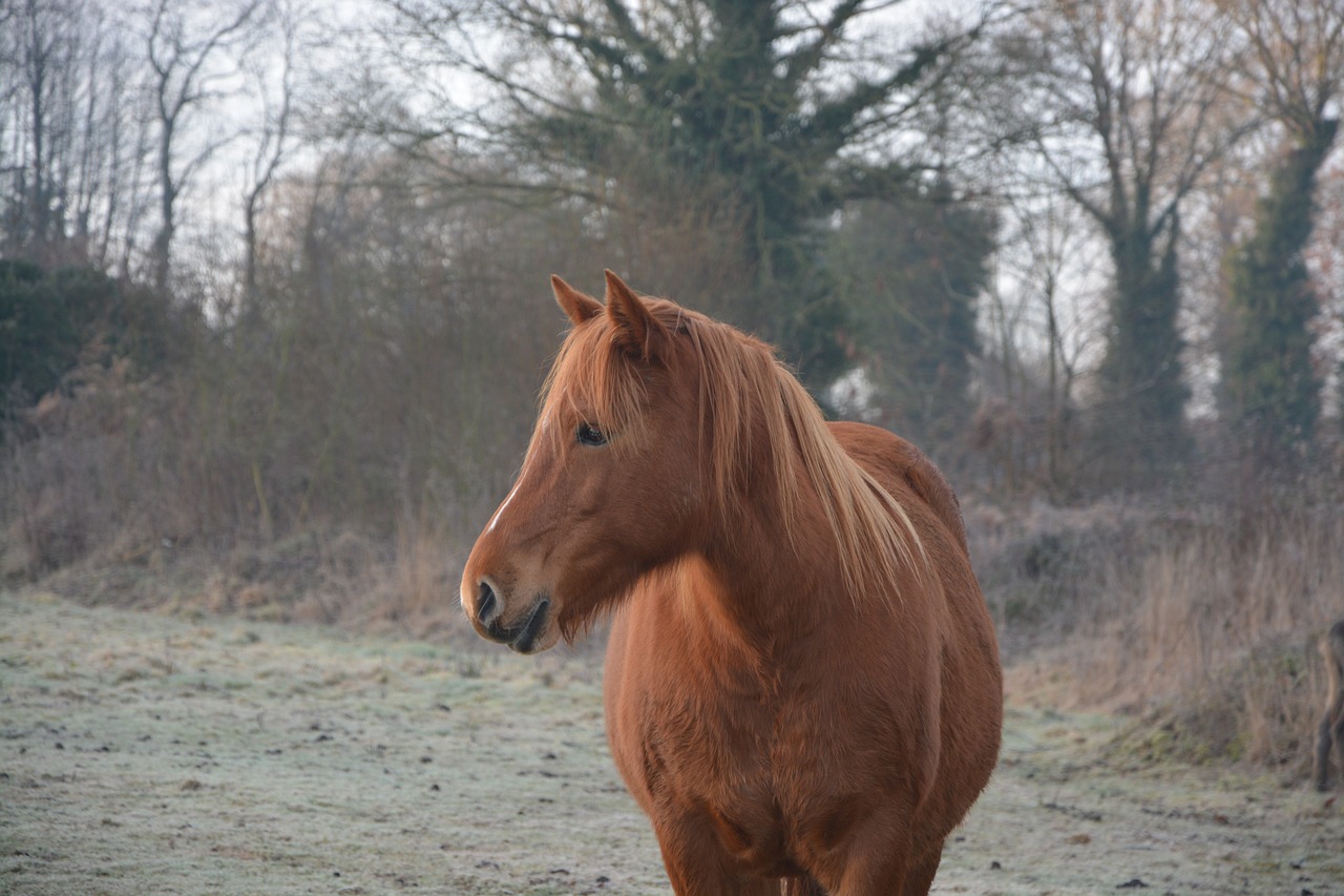 Image - horse profile horse mane equine