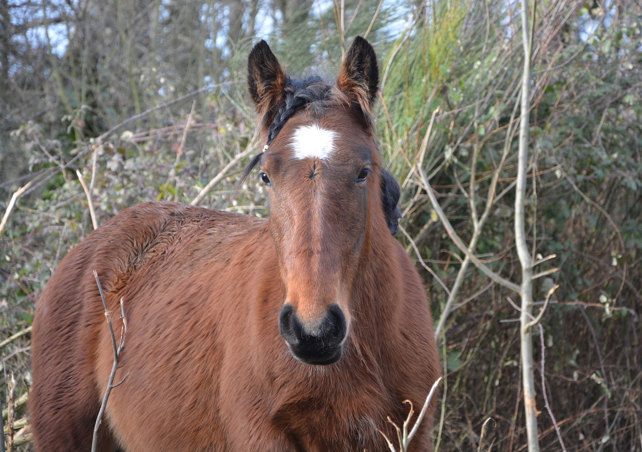 Image - horse gelding standard brown horse