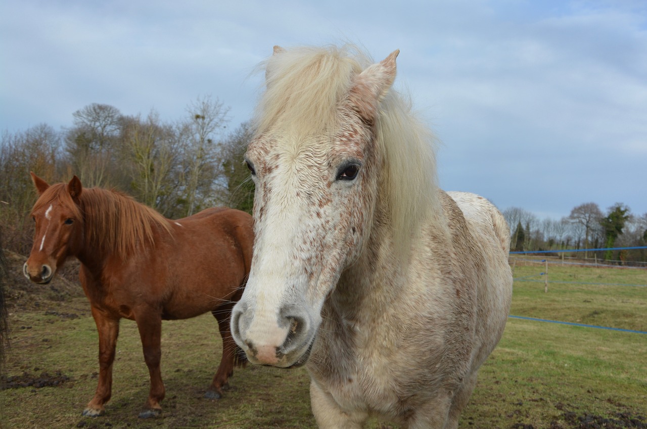 Image - horse horses mare mares