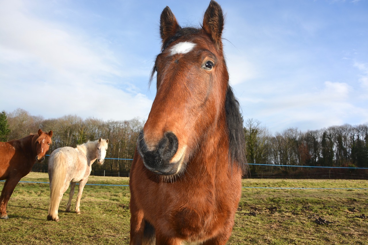 Image - horse head face next to horse