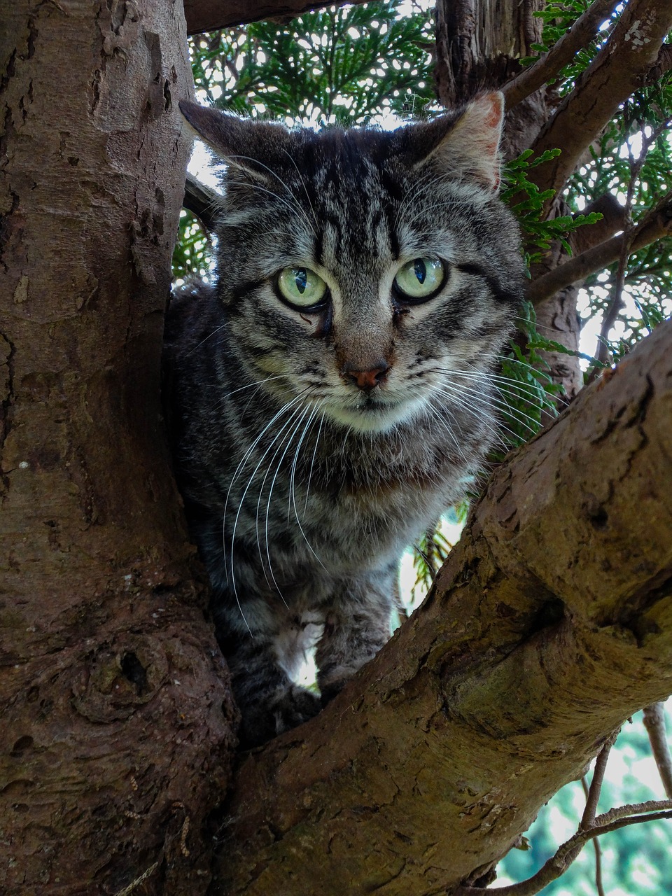 Image - animal cat feline pet feline look