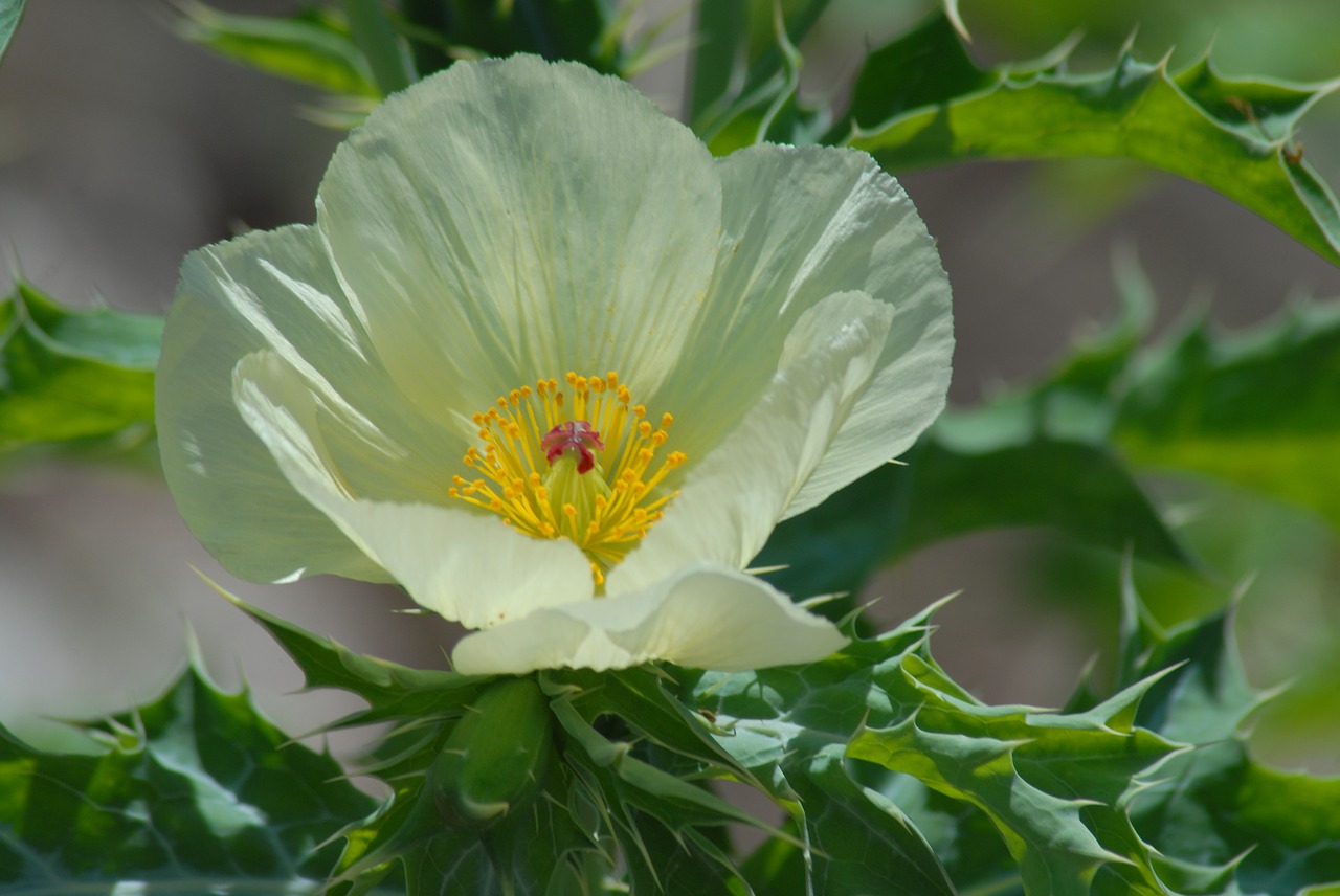 Image - chicalote regional flowers wild