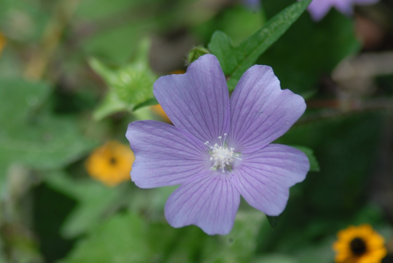 Image - purple flower regional alache wild