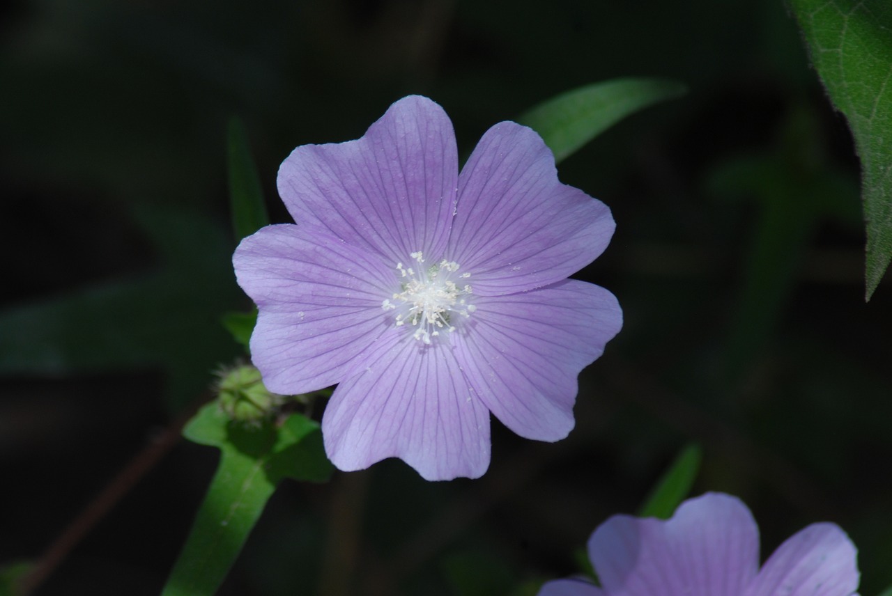 Image - purple flower regional alache wild