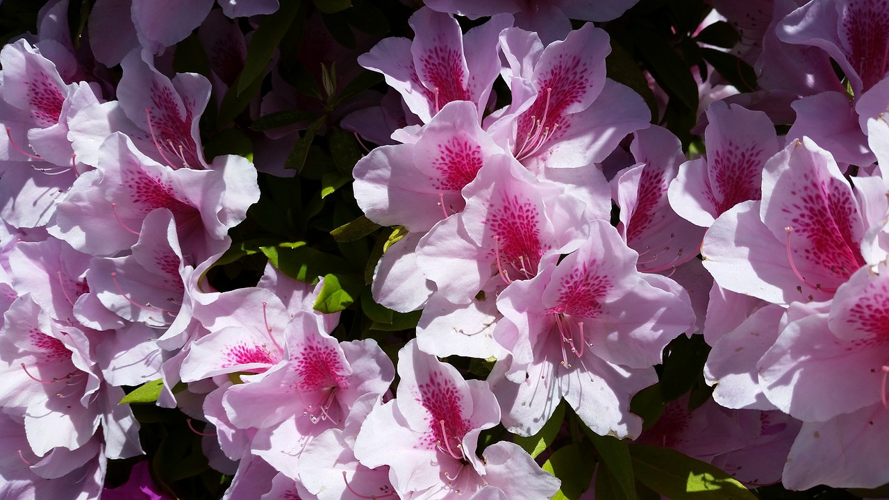 Image - azalea pink shrub garden