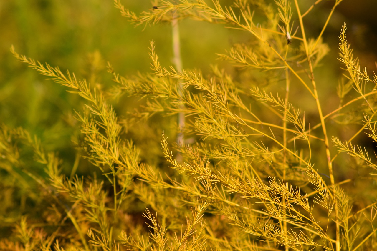 Image - asparagus plant autumn close