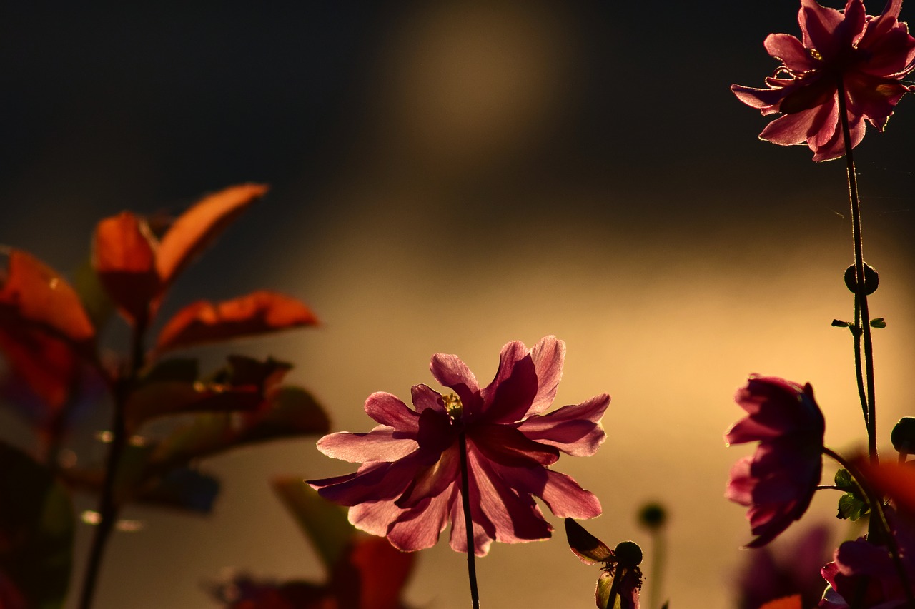 Image - anemone evening sun red flower