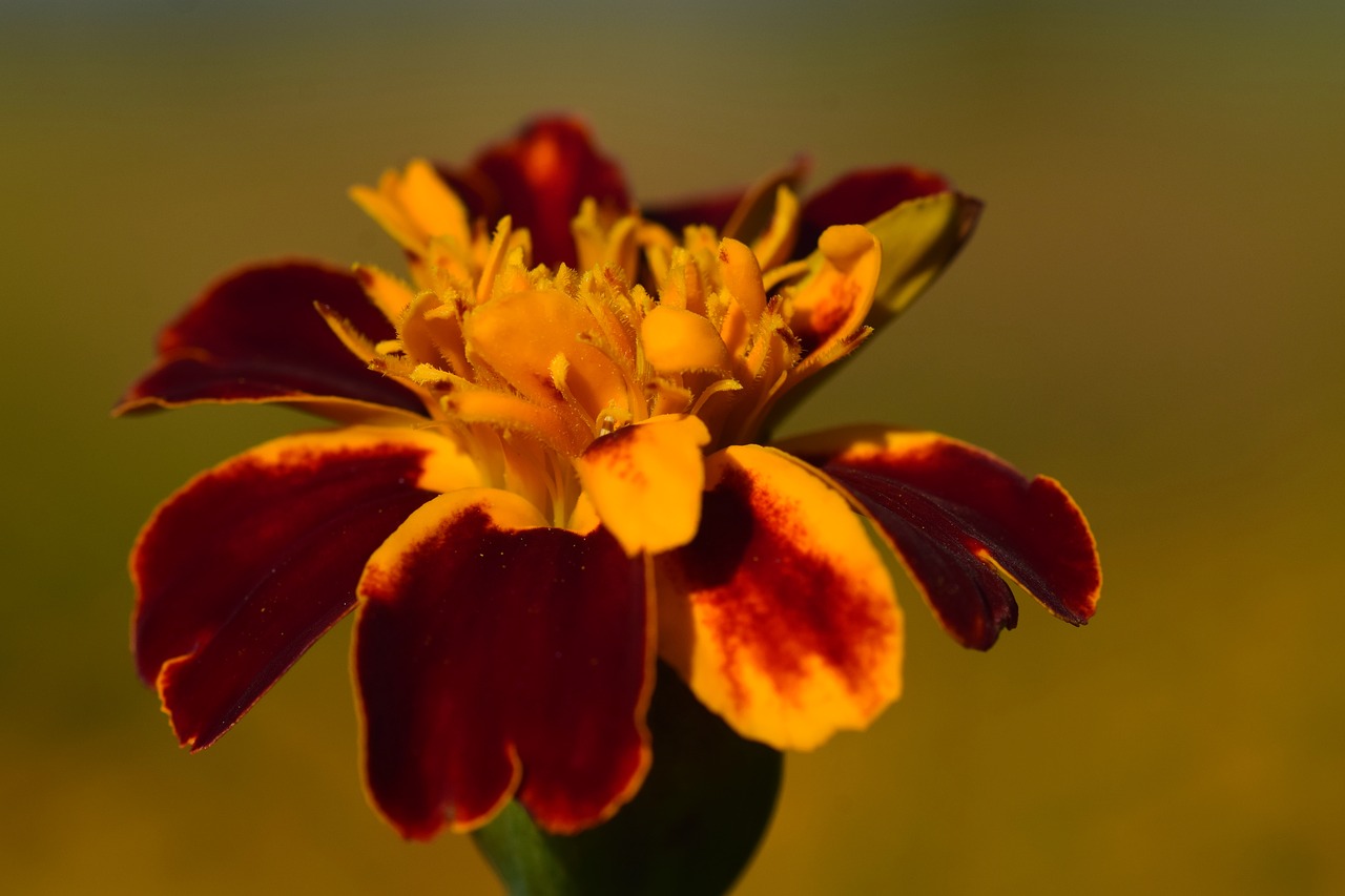 Image - marigold close golden red orange