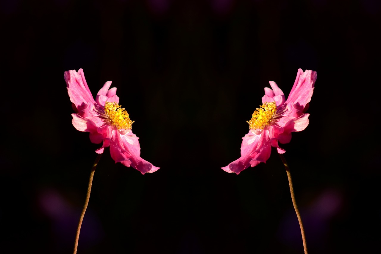 Image - anemone blossom bloom flower twin