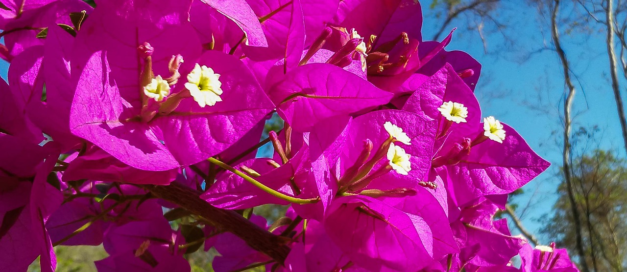 Image - spring flowers bougainville