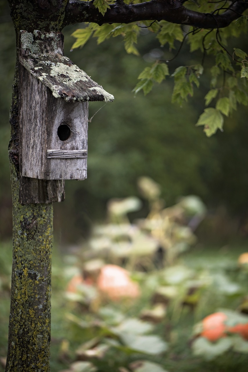 Image - pumpkin patch bird house fall tree