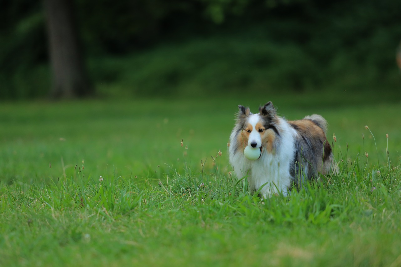 Image - dog training park grassland