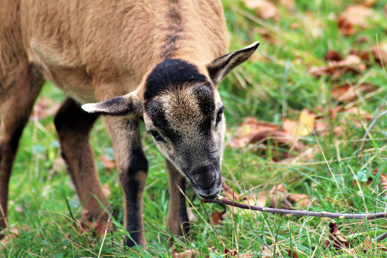Image - kitz animal zoo goat cub